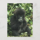 Search for mountain gorillas postcards Baby