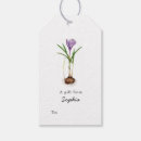 Search for crocus Botanical