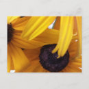Search for cornflower postcards Flowers
