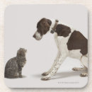 Search for pointers photography Dogs