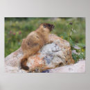 Search for marmot art Wild