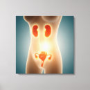 Search for female anatomy canvas prints Biology