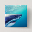 Search for great white shark badges Wildlife