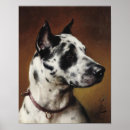 Search for great dane posters Dog lovers