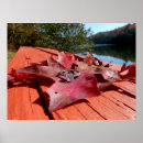 Search for autumn leaf posters Photography