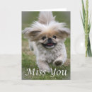 Search for pekingese dog cards Pekinese