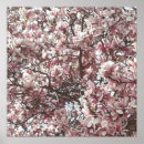 Search for magnolia posters Pink
