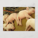 Search for swine postcards Livestock