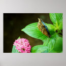 Search for blue morpho butterfly posters Garden