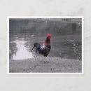 Search for bird watchers postcards Wildlife photography