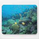 Search for wild creatures mousepads Sealife