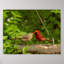 Search for male female cardinal art Nature