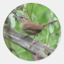 Search for wrens stickers Carolina wren