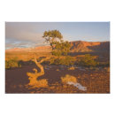 Search for juniper tree posters Southwest