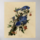 Search for jay posters Birds
