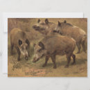 Search for boar cards Pig