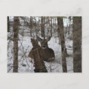 Search for maine postcards Animals