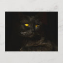 Search for black kitten postcards Domestic animal