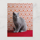 Search for russian blue cat postcards Vertical