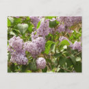 Search for bushes postcards Flower