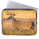 Search for horned cases Buck