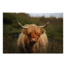 Search for scottish wildlife art Nature