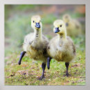 Search for gosling posters Bird