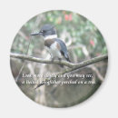 Search for kingfish magnets Nature