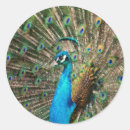 Search for stickers postcards Bird