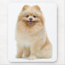Search for pomeranian mousepads Puppy