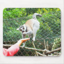 Search for ring tailed electronics Primate