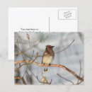 Search for winter photo postcards Animal