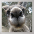 Search for roos posters Animals