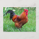 Search for pretty postcards Farm animal