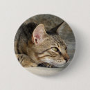 Search for tabby badges Photography