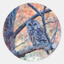 Search for barred owl stickers Strix varia