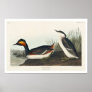 Search for grebes posters Birds