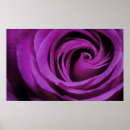 Search for violet floral posters Rose