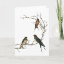 Search for swallow cards Barn swallows