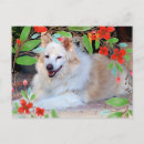 Search for dog and flowers postcards Animal