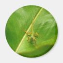 Search for lizard magnets Green