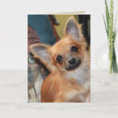 Search for chi cards Puppy