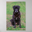 Search for cute dog posters Labrador