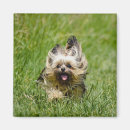 Search for yorkshire terrier magnets Dog