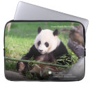 Search for giant panda cases Photography