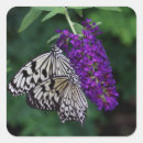 Search for nymph stickers Nature