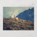 Search for guanaco postcards Animals