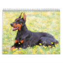 Search for doberman calendars Poodle