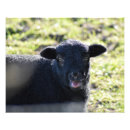 Search for black lamb posters Farm animals