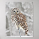 Search for grey owl posters Wild